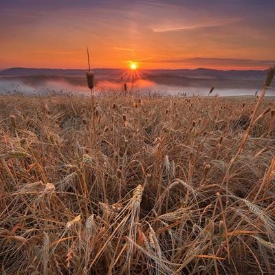 全国麦收面积达1.2亿亩 黄淮海夏粮主产区进入收获高峰